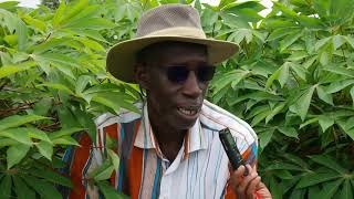 Reportage sur le manioc: le premier adjoint au maire de Taiba Ndiaye, Assane NDIAYE donne l’exemple
