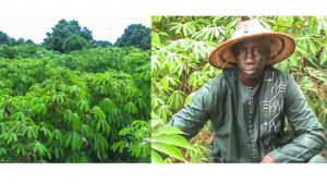 « Le manioc est rentable et facile à exploiter »