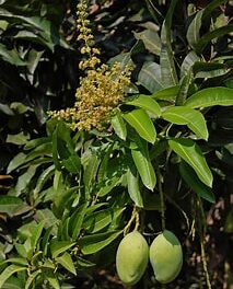 JOURNÉE NATIONALE DE L’ARBRE:le mangifera indica (le manguier) parrain 2024.Le village de Nder Nar a son verger.