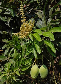 JOURNÉE NATIONALE DE L’ARBRE:le mangifera indica (le manguier) parrain 2024.Le village de Nder Nar a son verger.